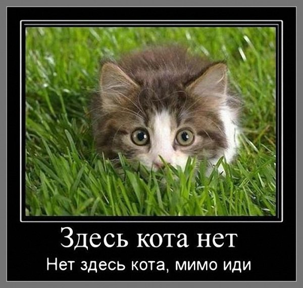 Демотиваторы с котами прикольные