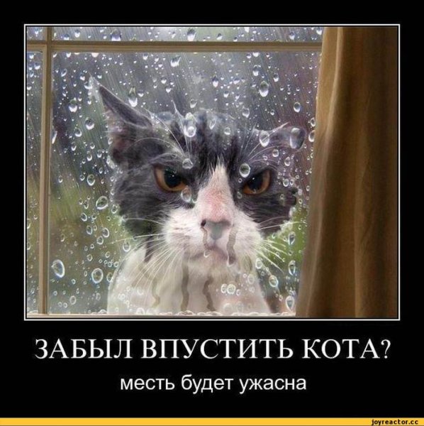 Демотиваторы кошки