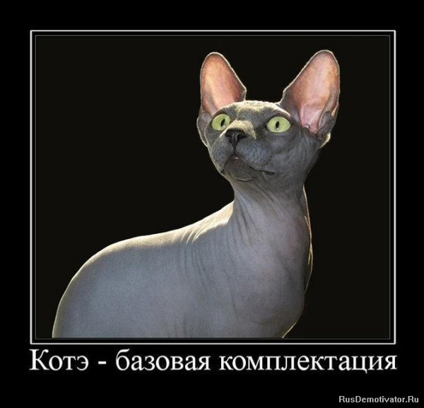 Демотиваторы кошки