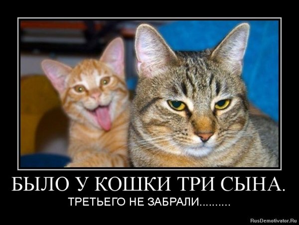 Котики демотиваторы