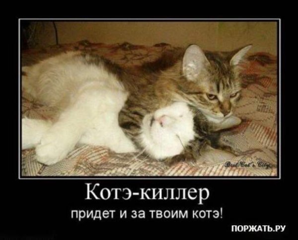 Кот демотиватор