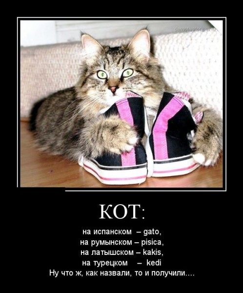 Демотиваторы с кошками с надписями