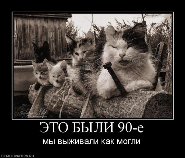 Демотиваторы с котами прикольные