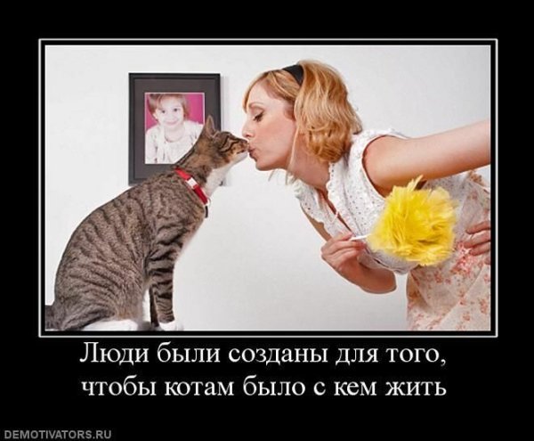 Кошачьи демотиваторы смешные