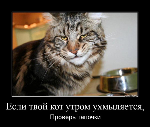 Котята демотиваторы