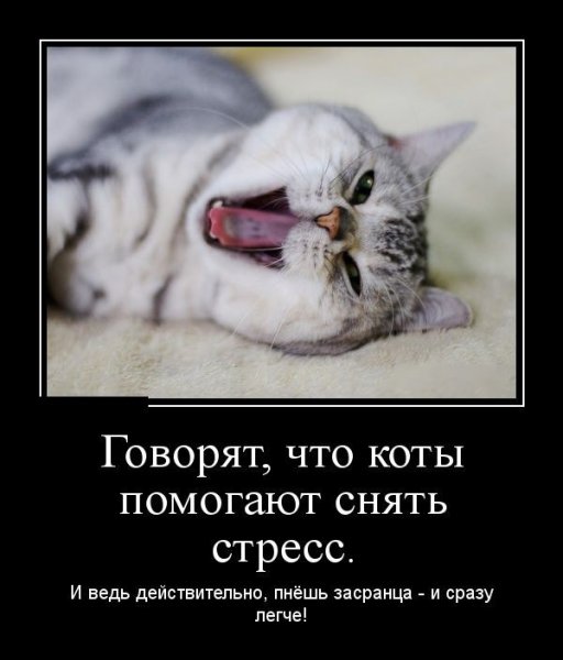 Смешные фразы про котов