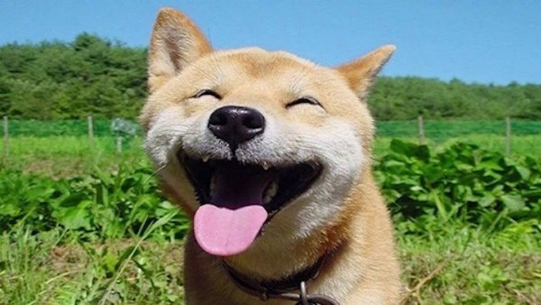 Собака улыбается