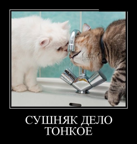 Сушняк прикол