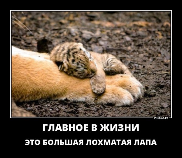 Позитивные демотиваторы для поднятия настроения