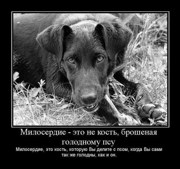 Демотиваторы про собак со смыслом