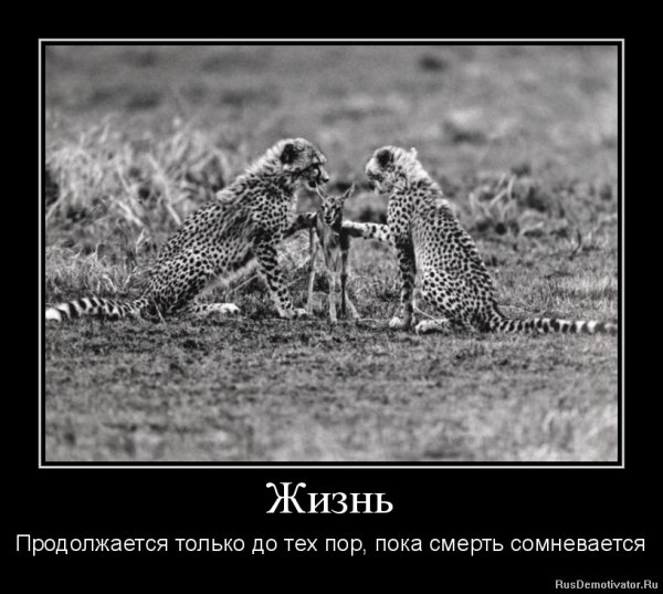 Демотиваторы про жизнь смешные