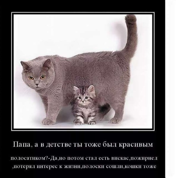 Коты демотиваторы