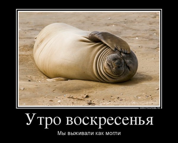 Демотиваторы с добрым утром