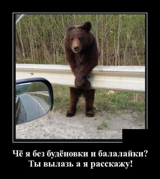 Демотиваторы с медведем смешные