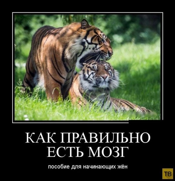 Демотиваторы смешные