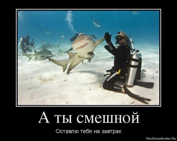 Приколы с животными демотиваторы