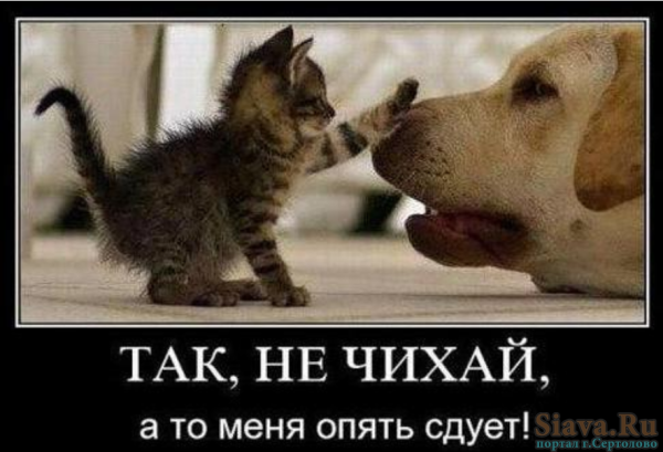 Демотиваторы кошки и собаки