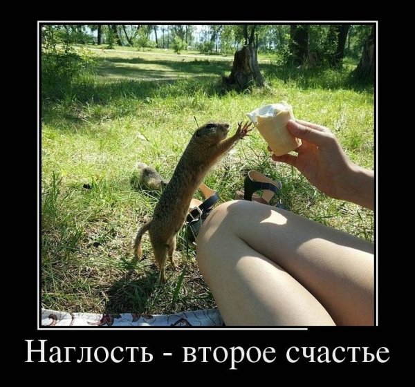 Наглость второе счастье прикол