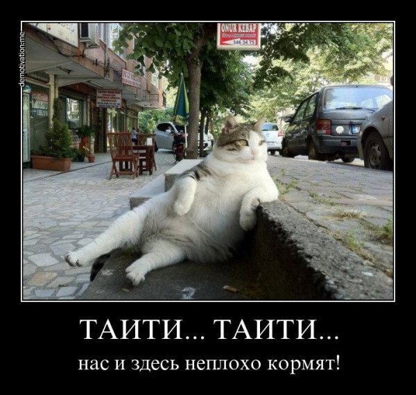 Среда демотиваторы
