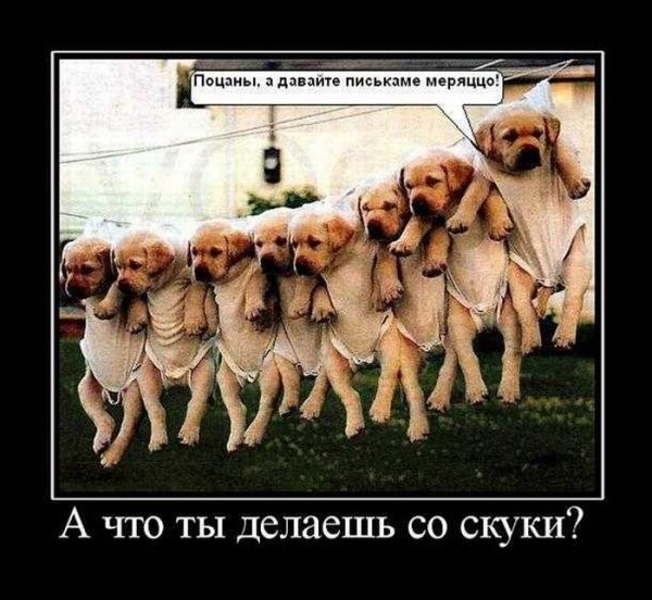 Демотиваторы животные смешные