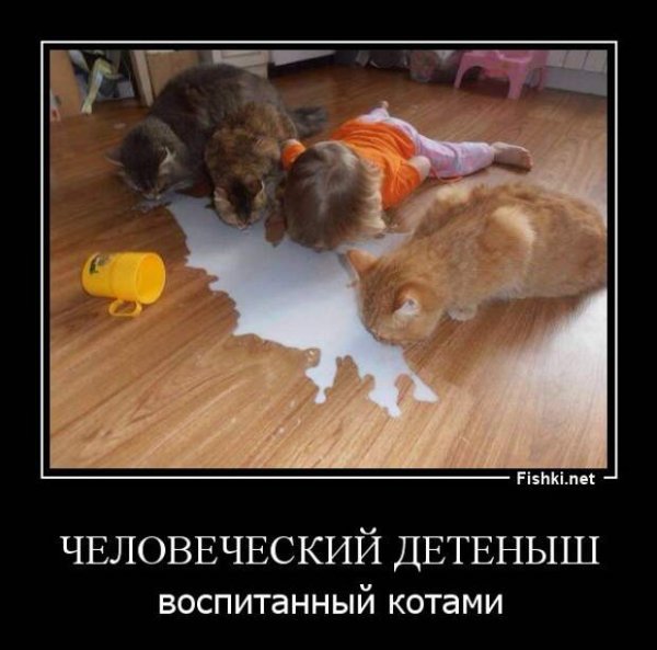 Демотиваторы смешные