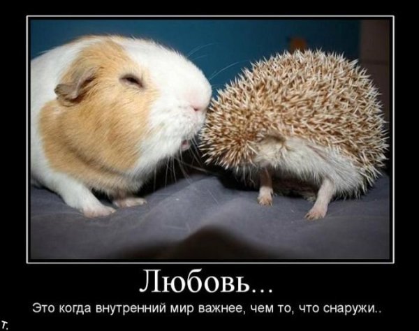 Прикольные про любовь