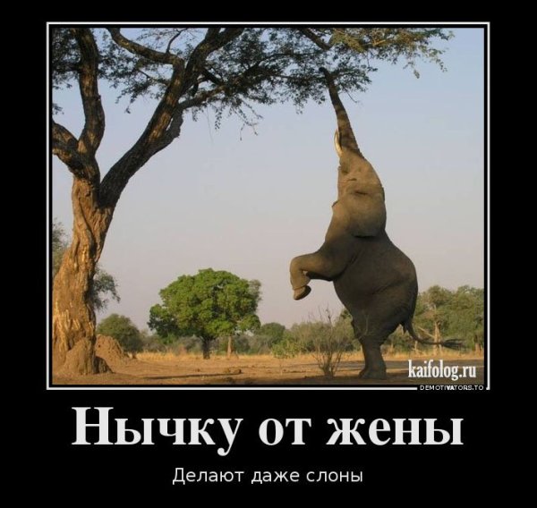 Анекдоты приколы демотиваторы