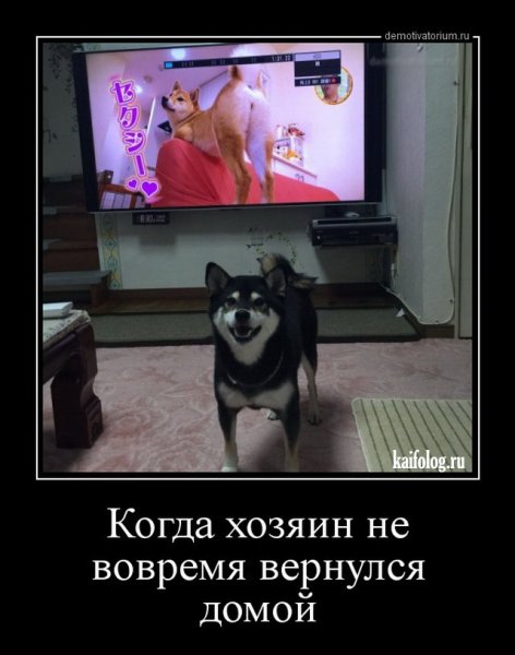 Демотиваторы смешные +21