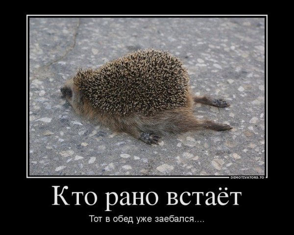 Ёж птица гордая пока не пнёшь не полетит