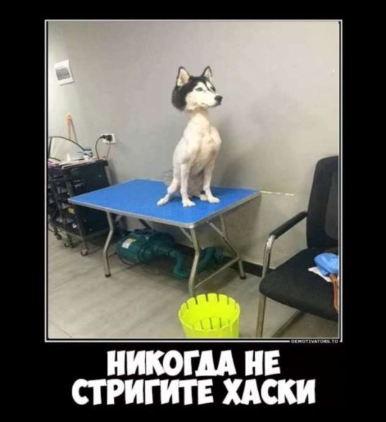 Никогда не стригите хаски