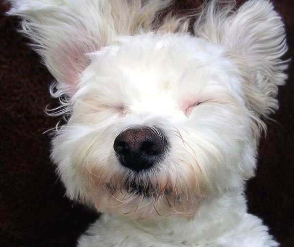 Я люблю спать