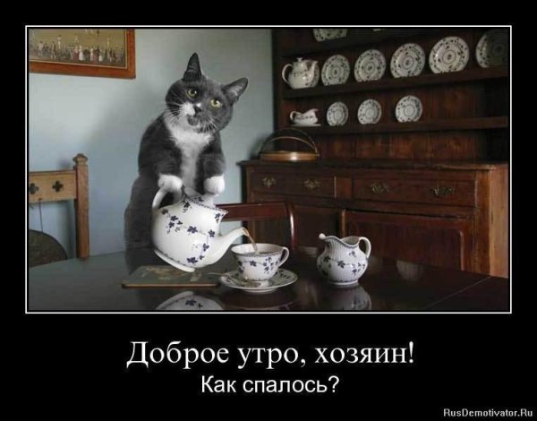 Доброе утро демотиваторы смешные