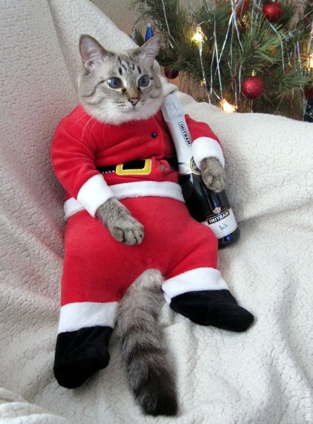 Новогодний кот