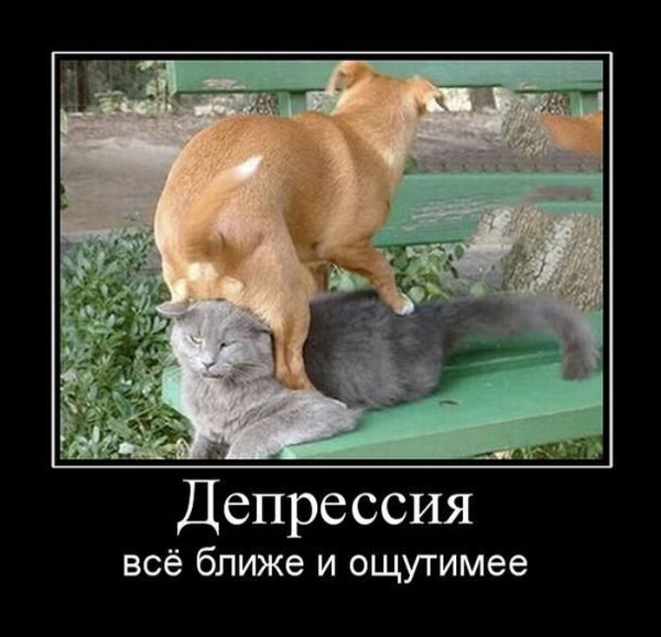 Веселые демотиваторы с животными