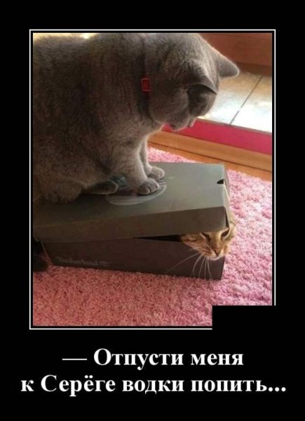 Серега демотиватор