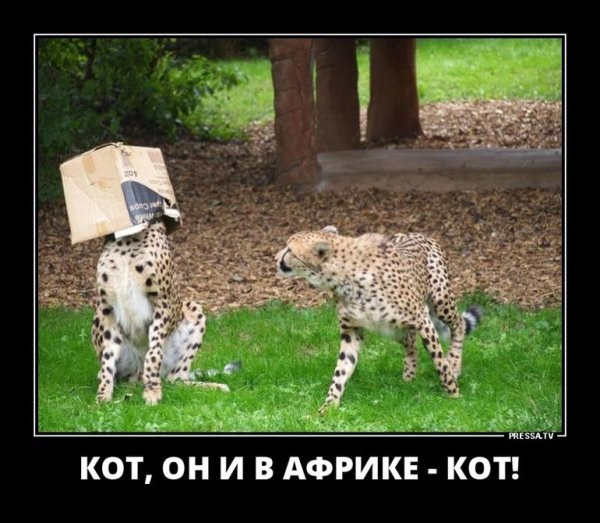 Демотиваторы гепард