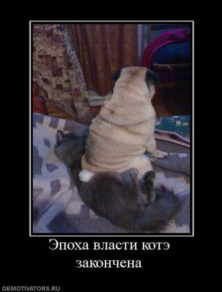 Мопс прикол демотиватор