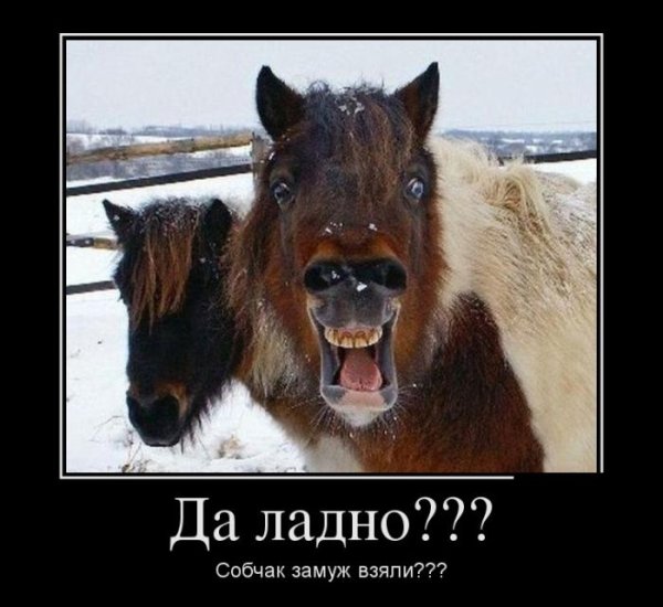 Удивлённый конь