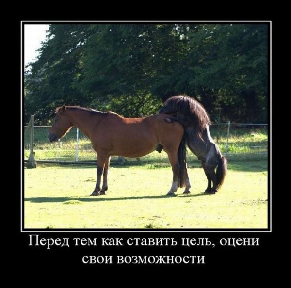 Демотиваторы про лошадей