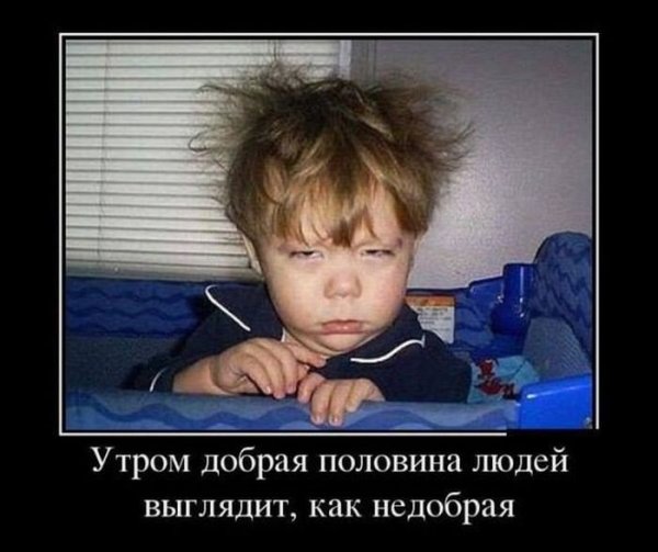 Прикольные коты в понедельник