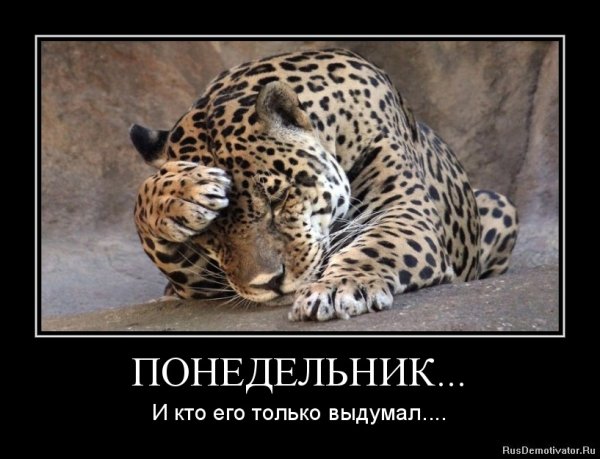 Понедельник кот демотиватор