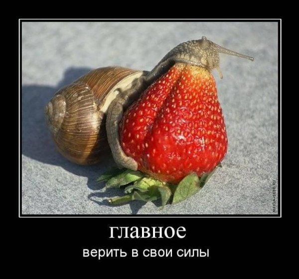 Клубника юмор