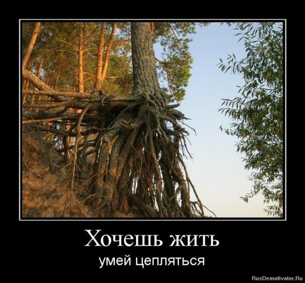 Шутки про дерево