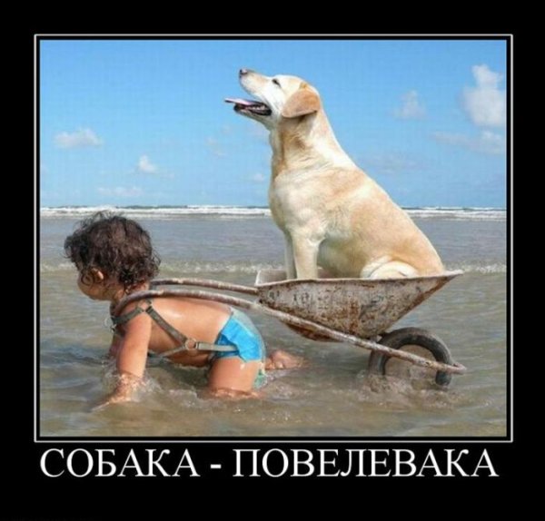 Наглость второе счастье