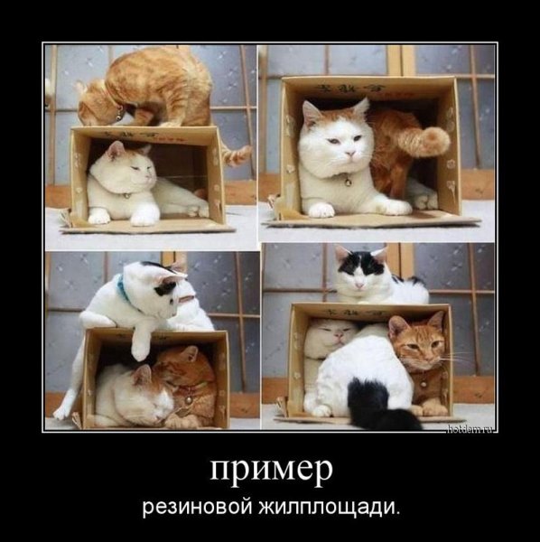 Коты демотиваторы