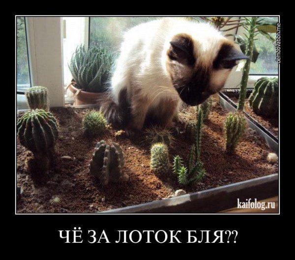 Кот демотиватор