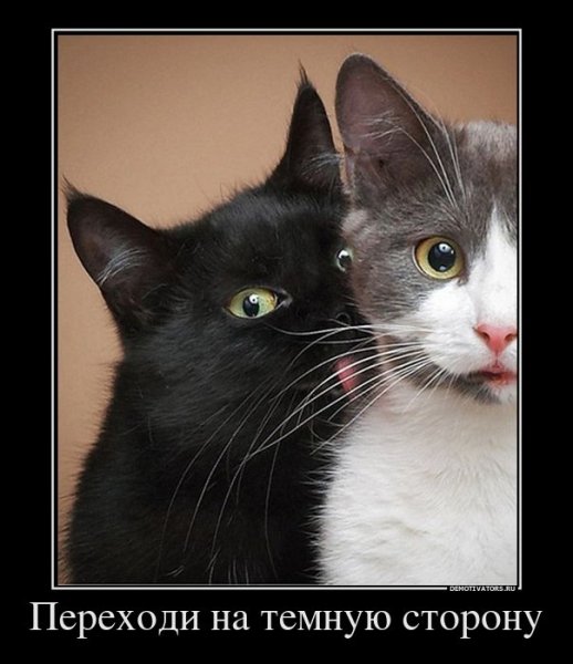 Котики демотиваторы