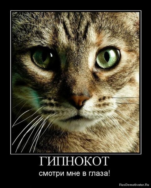 Кошка с сиреневыми глазами