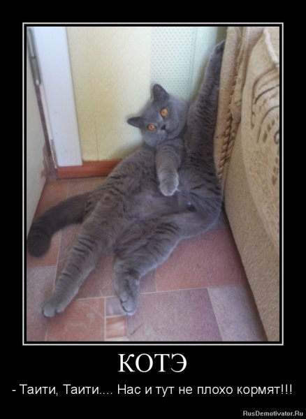 Кот демотиватор