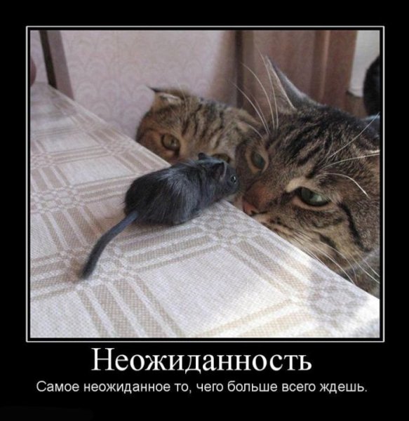 Неожиданность демотиватор